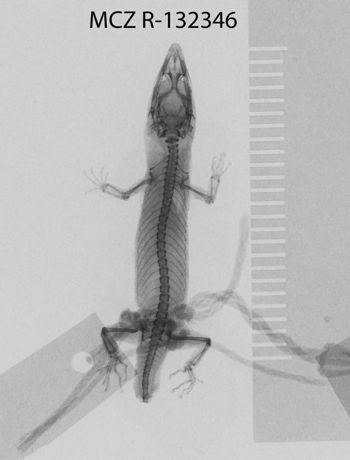 Media type: image;   Herpetology R-132346